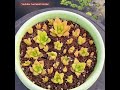 how to propagate succulents fast u0026 easy 多肉植物 다육이들 suculentas