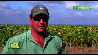 Maize and Sunflower farming thrive amidst drought in Laikipia