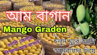 আমবাগান/Mango Graden.হুগলি জেলার বৃহত্তম আমবাগান