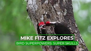 How Do Woodpeckers Avoid Brain Damage?  | Mike Fitz Explores