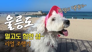 환상의 섬 울릉도로 가자~ Go Go~! 🦐 [울릉도ep1]