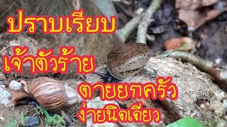 อยากรู้รีบดูด่วน!!แค่ 1 ช้อนกำจัดสิ้นซากหอยทากหอยเวียนทำง่ายปลอดภัย สาคู channel