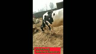 #ਟੌਪ ਦੀ ਵੈਹੜ ਵਕਾਊ ਦੋ ਦੰਦ#top#cow#shorts#shortsvideo#date 18-2-2023