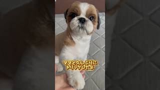 久しぶりでも完璧だね　#dog #shihtzu #vlog #fyp #trend #vlog #shorts