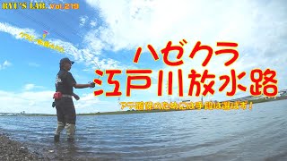 【ハゼ釣り・ハゼクラ】江戸川放水路河口でハゼクラ＆ハゼ釣り Ryus Lab. 第219弾