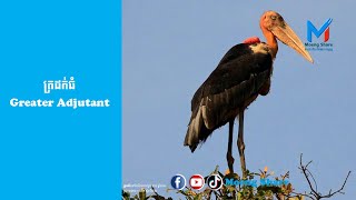 ឈ្វេងយល់ពី៖ ត្រដក់ធំ - Greater Adjutant