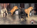 A inside Look of Authentic Boerboels