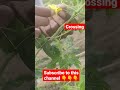 bitteragourd manual crossing pollination of bittergourd crop science