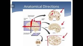 Biopsychology: Chapter 3 Structure of the Nervous System 1