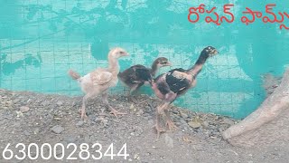 6300028344. టాప్ క్వాలిటీ 4 పిల్లల బ్యాచ్