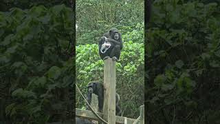 Chimpanzee/Pan troglodytes/Taipei Zoo