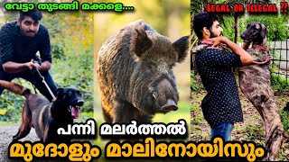 പോരുവഴിയിലെ പന്നി 🐗വേട്ടാ|Mudhol hound \u0026 Belgian Malinois🔥|Wild boar hunting in kerala|