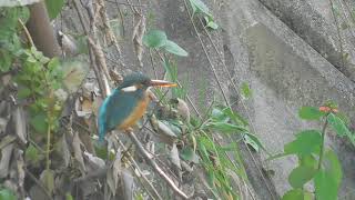 里の野鳥(翡翠)2018.11.23 13:57 飛び去る