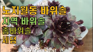 (5월20일) 노지월동 바위솔,지역바위솔,좀바위솔,세덤