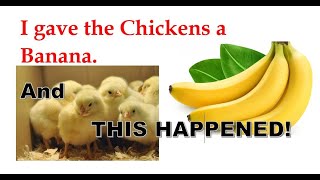 Do chickens eat Bananas? #chickenlife #henhouse #farmlife #teenchickens #hens
