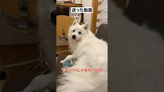 パパが帰ってきたと思ったら違った時の犬の反応　#日本スピッツ #shorts #中型犬