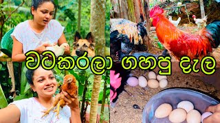 බිත්තර ගන්න රෑ වෙලා ගියා 🥚🥚 Hen Farm