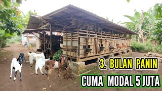 PEMULA  MODAL TIPIS BISA BERHASIL