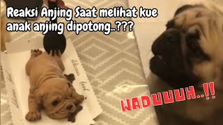 Reaksi Anjing Melihat Kue Bentuk Anak Anjing dipotong❓Bikin Ngakak 🤣