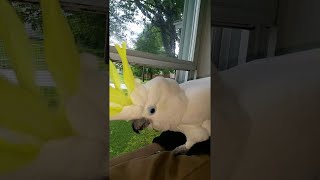 Cockatoo Thinks he is a Dog || ViralHog