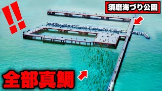 高級魚・明石のブランド真鯛が真冬に大量発生中・須磨海づり公園で入れ食い状態に。確実に仕留める遠投カゴ釣りの極意。誰でも100％釣れるテクニックを徹底解説。