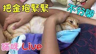 貓咪Live實況#190 把金抱緊緊！我們不再分開，一起對抗病魔 20190904 (MiMi醬＆黑妞＆阿金)