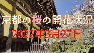 京都の桜の開花状況　2022年3月27日　南禅寺・蹴上インクライン・知恩院・岡崎疎水