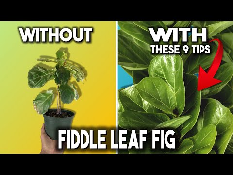 Are there ornamental figs?