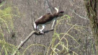 Osprey flying and diving for fish, Mayslake, Oak Brook, IL, April 2010