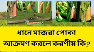 ধানে মাজরা পোকা আক্রমণ করলে করণীয় কি। কিভাবে মাজরা পোকা দমন করবেন।