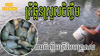 ការចិញ្ចឹមត្រីឆ្ពិន (ជាមុខរបរបន្លែម)