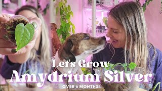 Amydrium Silver Growth | 6 Month Node Propagation