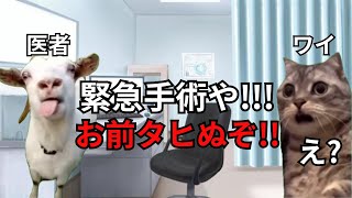 【猫ミーム】ワイの肛門が濃で破裂し、緊急手術になった話＃猫マニ＃猫ミーム