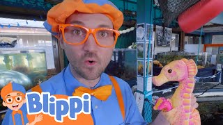 Blippi Learns About Sea Creatures - Meet the Ocean Friends! | Blippi | Animals for Kids