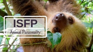 ISFP Animal Personality - Myers Briggs Personality Type