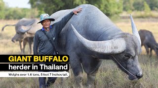 Giant Buffalo herder in Thailand. #รุ่งเพชร #ควายยักษ์