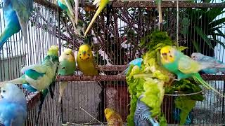 🐦 Rare Budgies That Look Like Living Rainbows 🌈 Are They Affordable