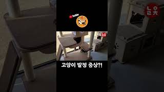 우리 고양이가 왜 이럴까요? #shorts