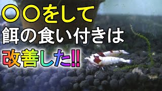 レッドビーシュリンプの餌の食い付きが悪い時に試す事