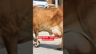 45000 में खरीदो साहीवाल गाय ✅ ट्रांसपोर्ट फ्री 🎉 Top Sahiwal Cow For Sale #trending #cow #farm #top