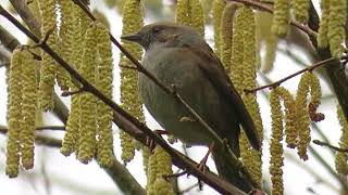 Dusty The Dunnock In The Catkins