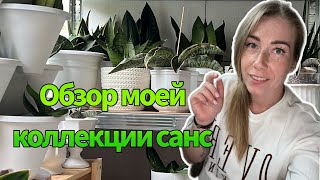 Обзор коллекции санс 💚 1.часть