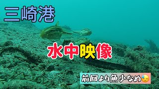 [10月12日]三崎港・水中映像／前回より魚少なめ