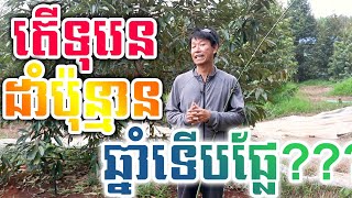 តើទុរេនដាំប៉ុន្មានឆ្នាំទើបផ្លែ? / How many years did durian grow?