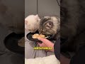 发现一只 可爱猫咪 cutecat cats