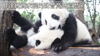 《熊貓早晚安》胖達寶寶求饒的聲音竟然這麽萌 | iPanda