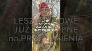 Proste i już dostępne: parzyć pod przykryciem 🕒pół godziny🫖 #natura #zdrowie #zioła #las #łąka