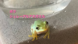 シュレーゲルアオガエル赤ちゃん色が綺麗になってきたよ