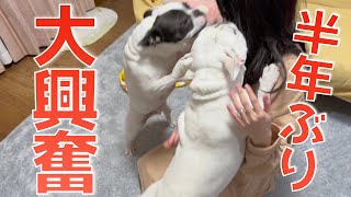 【熱烈歓迎】半年ぶりに帰省した姉に大喜びする犬【フレンチブルドッグ】