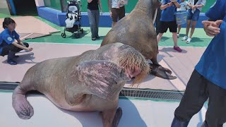 セイウチお食事タイム　伊勢シーパラダイス　24.07.16